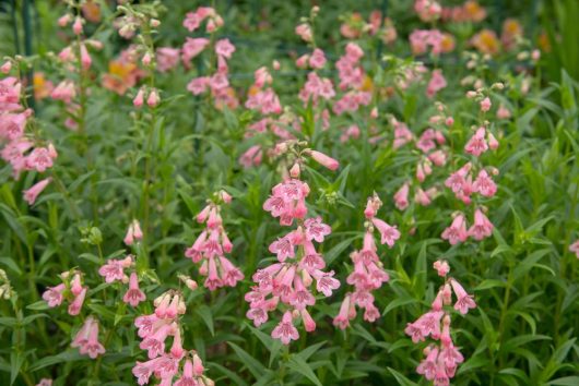 A group of pink, bell-shaped blooms with green foliage flourishes in the garden, highlighting the charm of the Penstemon 'Hidcote' 4" Pot, a lovely addition ready to enhance your space.