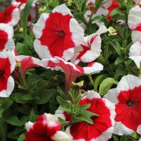 The Petunia 'Kandy Kane' 4" Pot features breathtaking red and white blossoms, elegantly framed by lush green foliage at its peak bloom.