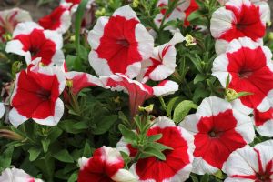 The Petunia 'Kandy Kane' 4" Pot features breathtaking red and white blossoms, elegantly framed by lush green foliage at its peak bloom.