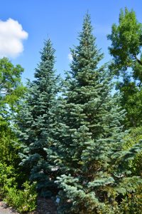 Picea 'Blue Diamond' Spruce trees with rich green foliage rise against a vibrant blue sky, scattered with a few clouds. The lush surrounding greenery enhances the tranquil landscape.