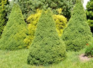 Three conical evergreen bushes in a grassy area, surrounded by other greenery.