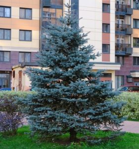 A blue spruce tree stands in front of a multi-story apartment building, surrounded by shrubs.