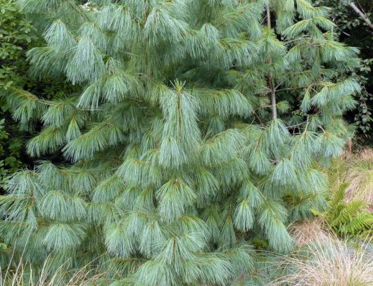 Dense green pine tree with long needle-like leaves surrounded by grass and other foliage.