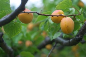 Vibrantly colored Prunus 'Bulida' apricots hang from the branches of a dwarf tree in a 10" pot, their lush ripeness visible through the rich green leaves.