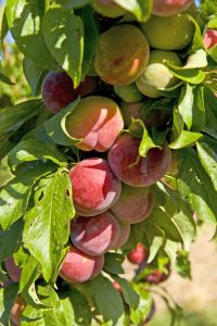 Cluster of ripe red and green plums hanging on a tree branch surrounded by green leaves.