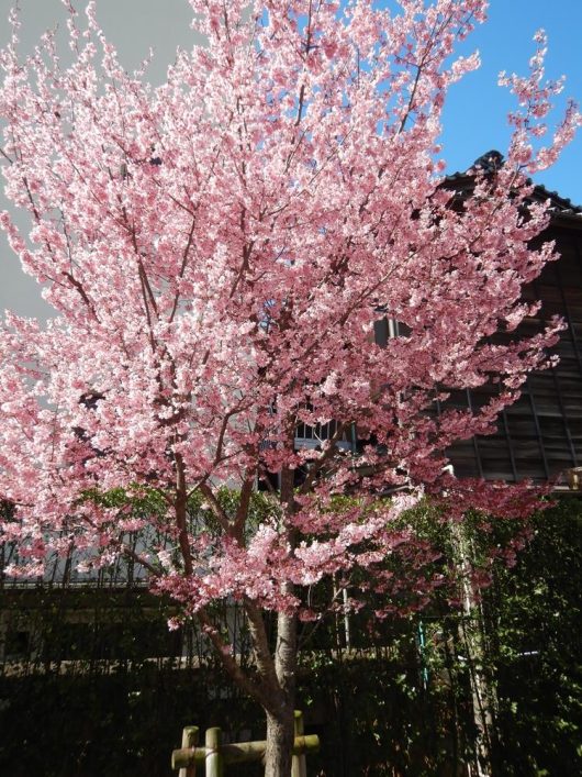 In full bloom, the Prunus 'Pink Perfection' Cherry 1.2m Standard, grown in a 13" pot, displays its delicate cherry blossoms against a clear blue sky with a building in the background.