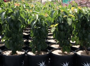 Young Pyrus 'Spright' Dwarf Ornamental Pear trees with lush green leaves are displayed outdoors, each nestled in a black 13" pot.