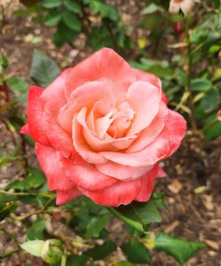 Close-up of a Rose 'Brigadoon' Bush Form in full bloom, its pink petals contrasting beautifully with lush green leaves and the rich brown soil in the background.