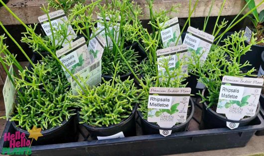 The garden center elegantly displays Rhipsalis 'Mistletoe Cactus' 5" plants, complete with labels, in hanging baskets.