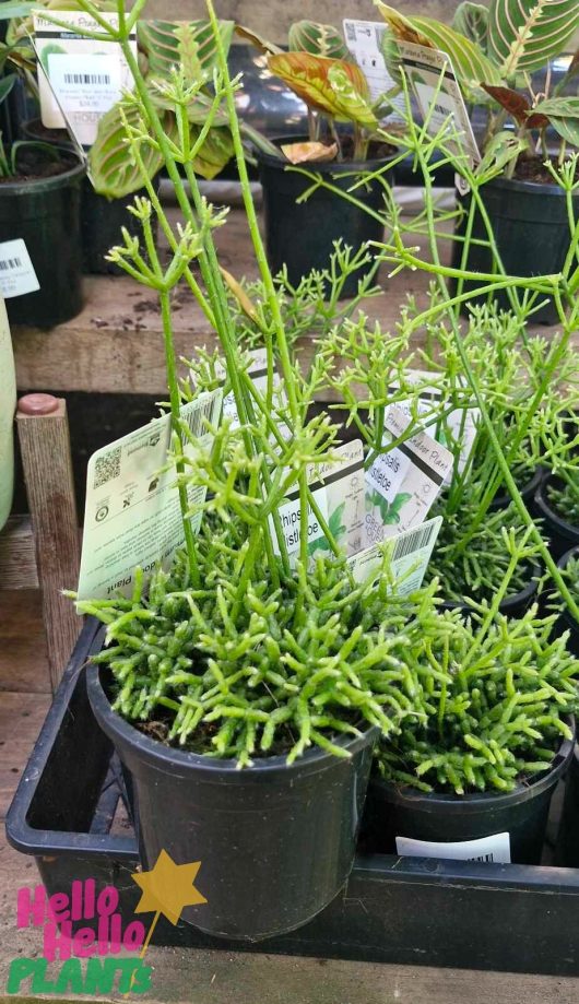 A lush Rhipsalis 'Mistletoe Cactus' hangs gracefully in its 5" basket, surrounded by other potted plants on a charming wooden table.