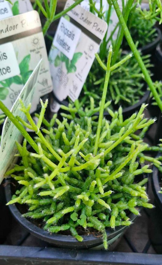 The Rhipsalis 'Mistletoe Cactus' 5" in a hanging basket showcases slender, green, cylindrical stems and includes labeled plant tags. It’s an excellent choice for adding a touch of greenery indoors.