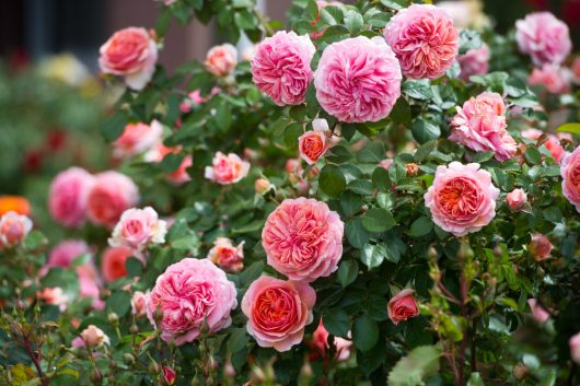 The Rose 'Chippendale' Bush Form is a breathtaking sight, featuring an abundance of vibrant pink and orange roses in full bloom, all surrounded by rich green foliage.