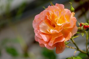 Close-up of a blooming Rose 'Illona' in peach-pink, set against a blurred backdrop of green leaves and a garden structure.