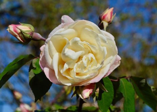 A close-up of a Rose 'Kalinka' Bush Form in full bloom showcases its pale yellow petals surrounded by vibrant green leaves and rosebuds, all against a clear blue sky backdrop.