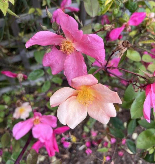 The Rose 'Brigadoon' Bush Form blooms with pink and peach petals, their yellow centers glowing warmly among lush green leaves. Some petals are delightfully wilted, adding character to this serene floral display.