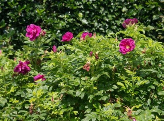 A cluster of vibrant pink flowers from the Rose 'Rugosa Scabrosa' Bush Form blooms among lush green leaves, enhancing the garden setting.