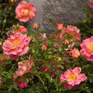 The Rose 'Strawberry Crush' Bush Form, with its blend of pink and yellow hues, blooms beautifully against a stone backdrop, complemented by lush green leaves and budding rosebuds.