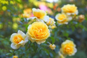 The Rose 'Sunblest' 3ft Standard features yellow roses in full bloom with vibrant green leaves, set against a beautifully blurred natural background.