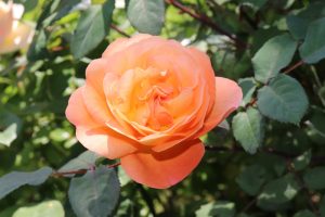 A Rose 'Montezuma' Bush Form in full bloom, its peach-colored petals creating a beautiful contrast against the verdant green leaves.