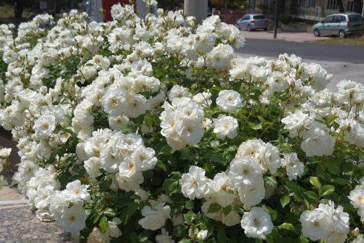 A dense cluster of white roses in full bloom lining a street with parked cars in the background.