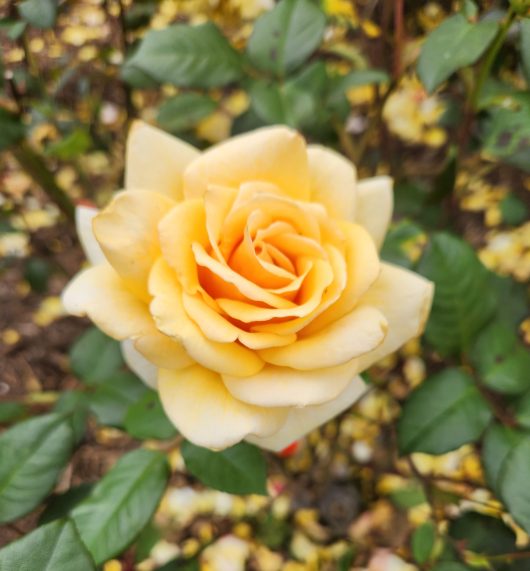 The Rose 'Brigadoon' Bush Form in full bloom, surrounded by lush green leaves.