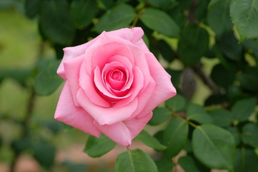 A 'Brigadoon' Rose in full bloom stands radiant against a backdrop of lush green leaves.