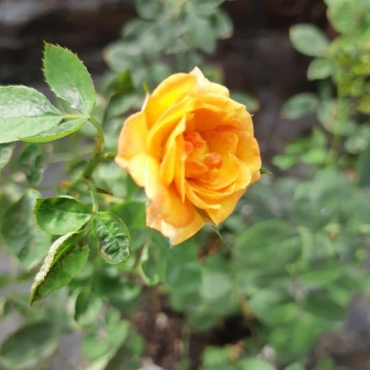 A single Rose 'Carina' Bush Form in bloom, its vibrant yellow petals complemented by lush green leaves surrounding it.