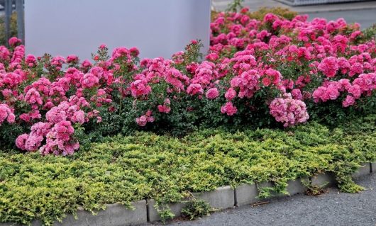 A garden bed with vibrant pink flowers and green shrubs bordering a paved area.