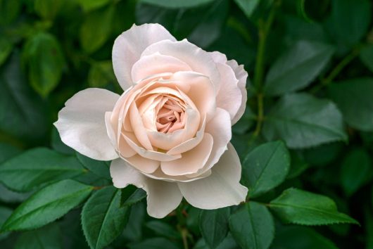 The Rose 'Coronation Gold' Bush Form, a pale pink beauty in full bloom, is gracefully surrounded by lush green leaves.