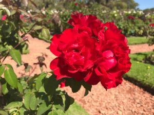 A close-up of vibrant Rose 'Illona' Bush Form roses in full bloom against a garden backdrop, lush with greenery and a charming stone path.