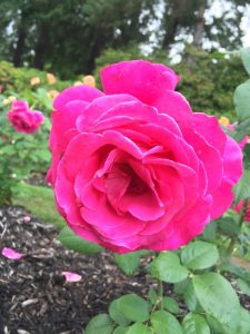 Close-up of a vibrant Rose 'Carina' Bush Form in full bloom, surrounded by green leaves and other roses in the background.