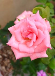 Close-up of a blooming Rose 'Carina' Bush Form covered in water droplets on its pink petals, surrounded by lush green leaves.