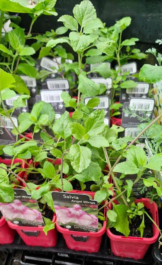 Red 3" pots of Salvia 'Angel Wings,' each featuring lush green leaves and a label, create a stunning display.