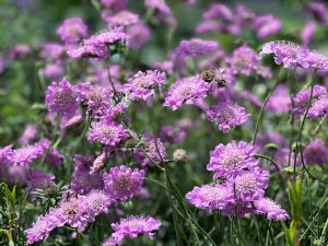 Purple flowers blooming in a garden under sunlight.