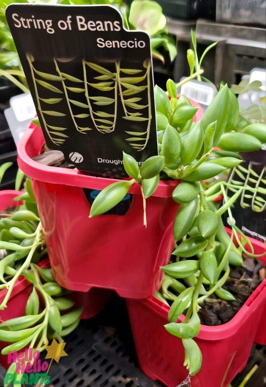 Red pots holding Senecio 'String of Beans/Bananas' in 4" size come with a label showcasing their name and exceptional drought tolerance.