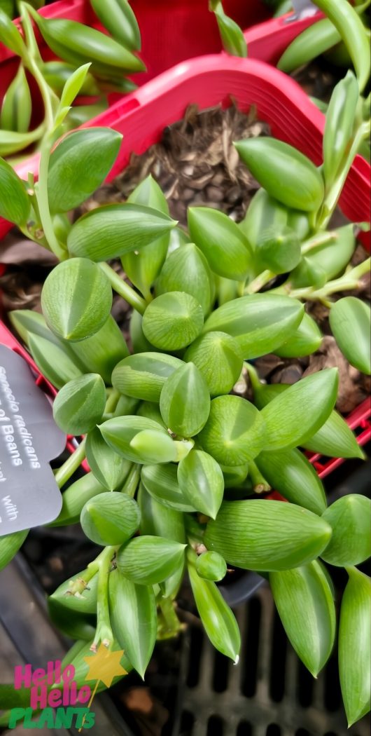 A close-up of a potted Senecio 'String of Beans/Bananas' 4" displays plump, green oval leaves, often confused with the String of Pearls succulent.