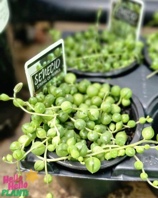 The Senecio 'String of Pearls' 6" Pot (Copy) is elegantly showcased in black containers with labels, each fitting snugly into a 6-inch pot.