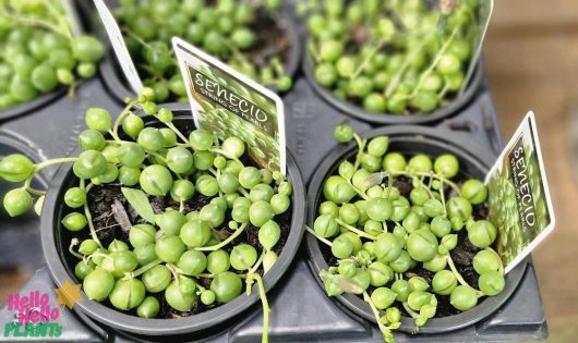 Close-up of vibrant Senecio 'String of Pearls' plants in elegant black 6" pots, each labeled with an informational tag and organized neatly on a tray.