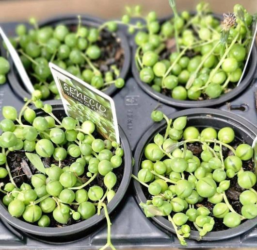 Four Senecio 'String of Pearls' 6" pots are elegantly displayed in a sleek black tray.