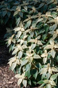 The Strobilanthes 'Silver Star' in an 8" pot, featuring green leaves with white edges, flourishes beautifully in wood chip mulch, creating a striking contrast.