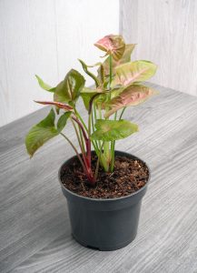 Potted plant with green and pink leaves, placed on a gray wooden surface.