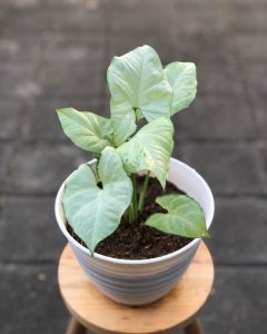 A potted plant with pale green leaves sits on a wooden stool against a tiled background.