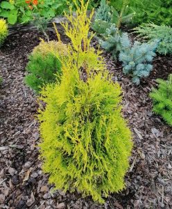 A small evergreen shrub with bright yellow-green foliage is surrounded by bark mulch, with other green and blue-green shrubs in the background.