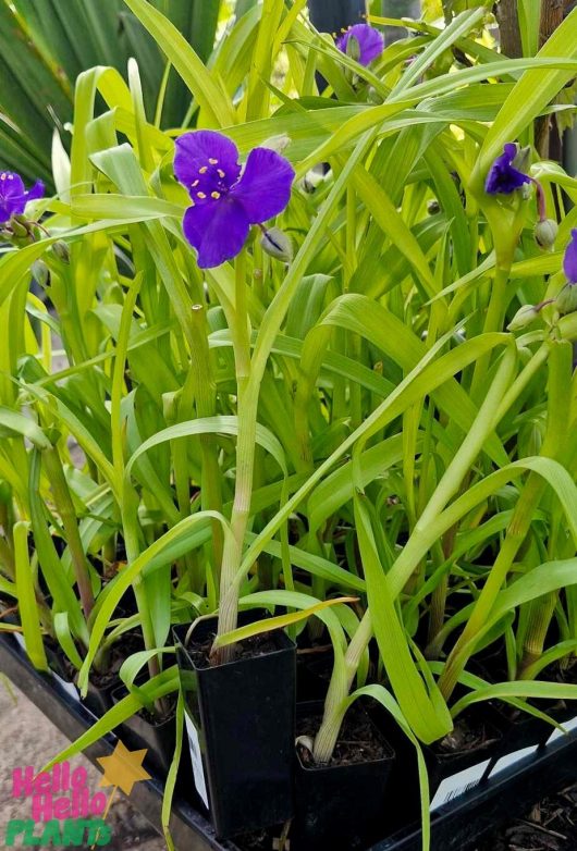 Tradescantia 'Sweet Kate' features its striking purple flowers set against elongated green leaves, flourishing in classy black 3" pots.