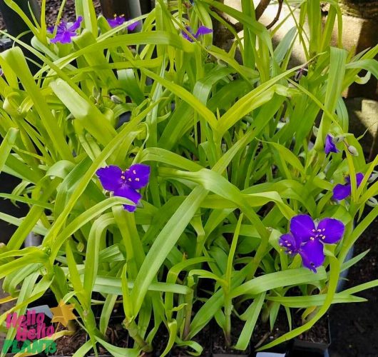 The Tradescantia 'Sweet Kate' 3" Pot thrives beautifully in the garden, its lush green leaves elegantly setting off the striking purple blooms.