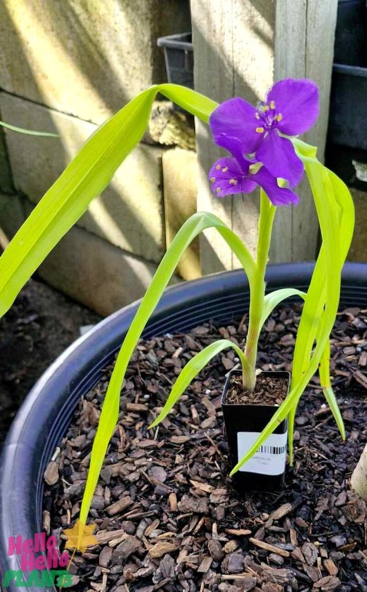 The Tradescantia 'Sweet Kate' 3" Pot enchants with its striking green foliage and vivid purple blooms, artfully arranged in a black pot within the garden space.