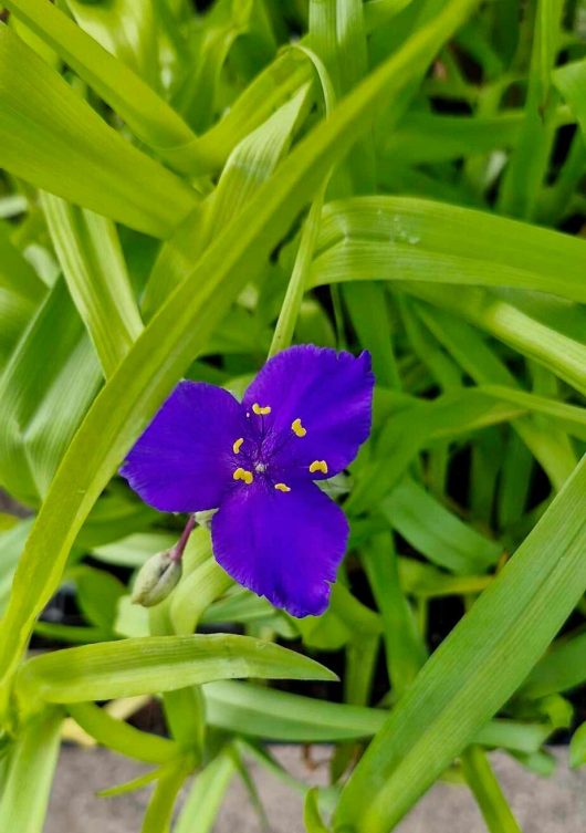 A solitary vivid purple blossom, featuring bright yellow stamens, is encircled by elongated green leaves in the Tradescantia 'Sweet Kate' 3" Pot.