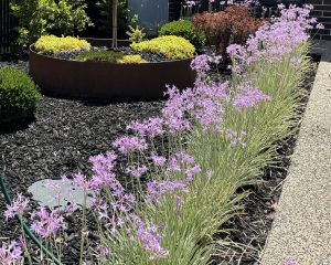 A garden features purple flowers on the right, yellow-green plants in a raised circular bed, and vibrant black mulch underfoot. A stone path winds by the flowers toward an enchanting Acer 'Golden Full Moon Maple' 8" Pot (Freshly Potted), adding a radiant touch to the space.