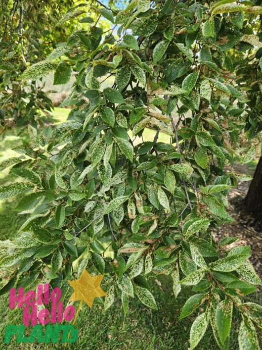 A tree branch adorned with green leaves speckled with white conjures the elegant allure of an Ulmus 'Silver Elm'. In the bottom left corner, the text "Hello Hello Plants" accompanied by a yellow star makes it ideal for anyone interested in a Silver Elm in a 16" pot.