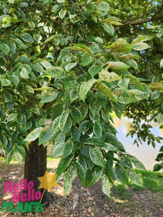 A close-up view of lush green tree leaves reveals a textured pattern characteristic of the Silver Elm. A sticker labeled "Hello Hello PLANTS" adds an element of charm to the display, perfect for enhancing any Ulmus 'Silver Elm' 16" Pot.